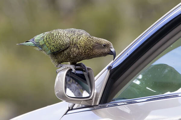 Kea (Nestor notabilis) standing on the wing mirror of a car looking through the partially