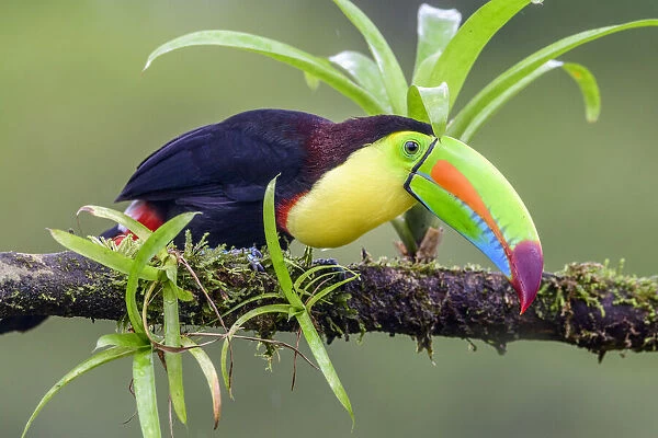 Keel-billed toucan (Ramphastos sulfuratus) perched on branch amongst epiphytes