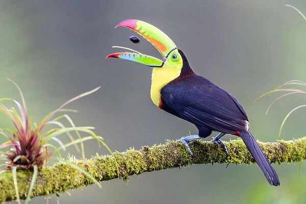 Keel-billed toucan (Ramphastos sulfuratus) feeding, tossing fruit seed in beak