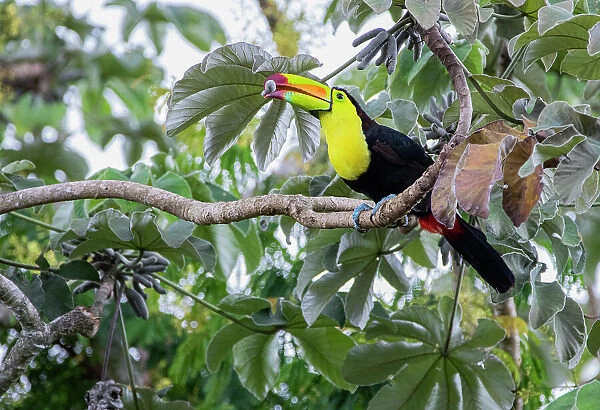 Keel-billed toucan (Ramphastos sulfuratus) perched on branch with fruit in beak, Calakmul Bioshpere Reserve UNESCO Site, Campeche, Mexico