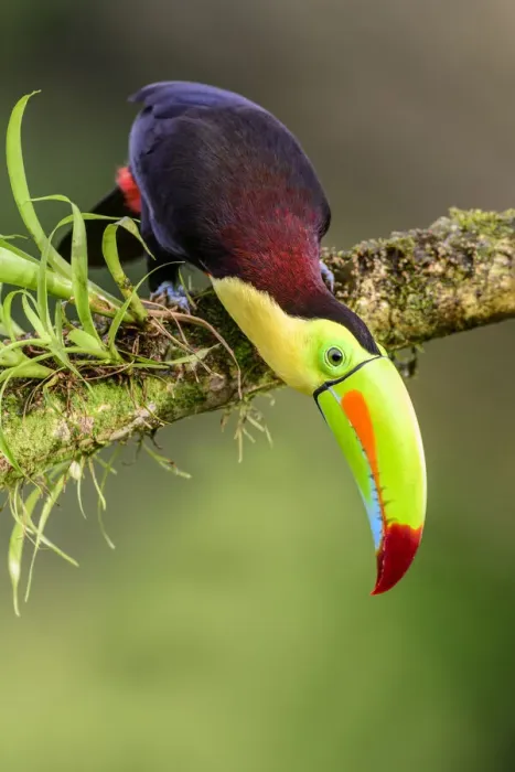 Framed Print : Keel-billed toucan (Ramphastos sulfuratus) looking downwards, perched on branch Framed Print : Keel-billed toucan (Ramphastos sulfuratus) looking downwards, perched on branch