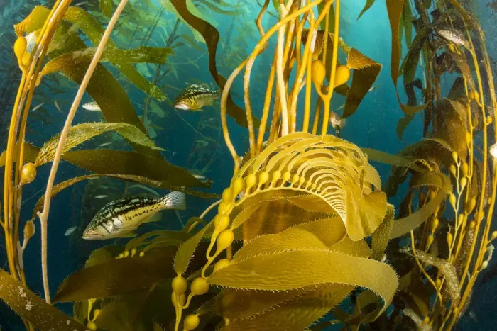 Framed Print : Kelp bass (Paralabrax clathratus) in Giant kelp (Macrocystis pyrifera) forest Framed Print : Kelp bass (Paralabrax clathratus) in Giant kelp (Macrocystis pyrifera) forest