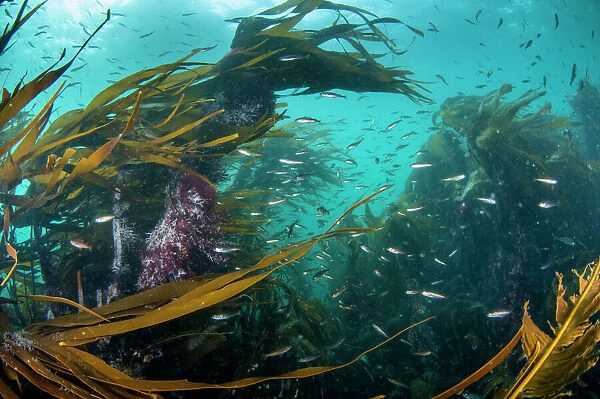 Kelp forest (Laminaria digitata) with small fish, Shetland, Scotland, UK, July