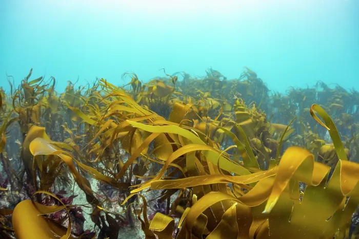 Framed Print : Kelp forest (Laminaria hyperborea), Lizard Peninsula, Cornwall, UK, English Channel Framed Print : Kelp forest (Laminaria hyperborea), Lizard Peninsula, Cornwall, UK, English Channel