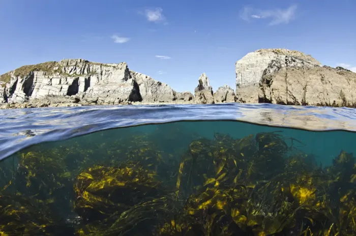 Framed Print : Kelp forest (Laminaria sp) growing beneath the cliffs of Lundy Island, Devon, UK Framed Print : Kelp forest (Laminaria sp) growing beneath the cliffs of Lundy Island, Devon, UK