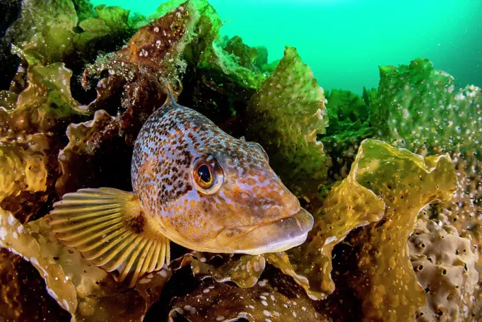 Framed Print : Kelp greenling (Hexagrammos decagrammus), female, resting on bed of kelp (Laminariales), Prince William Sound, Alaska, USA, Pacific Ocean Framed Print : Kelp greenling (Hexagrammos decagrammus), female, resting on bed of kelp (Laminariales), Prince William Sound, Alaska, USA, Pacific Ocean