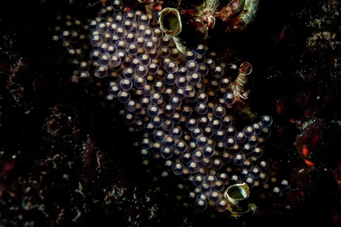 Framed Print : Kelp greenling (Hexagrammos decagrammus) eggs, off Vancouver Island, British Columbia, Canada, Pacific Ocean Framed Print : Kelp greenling (Hexagrammos decagrammus) eggs, off Vancouver Island, British Columbia, Canada, Pacific Ocean