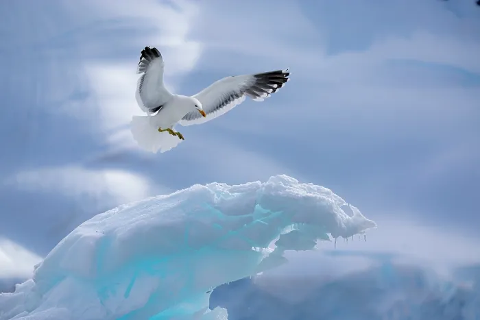 Framed Print : Kelp gull (Larus dominicanus) landing on piece of ice, Antarctica Framed Print : Kelp gull (Larus dominicanus) landing on piece of ice, Antarctica