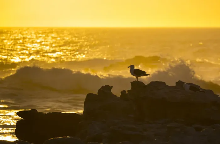 Framed Print : Kelp gull (Larus dominicanus) on rocky shore with crashing waves at sunset, Bird Island Framed Print : Kelp gull (Larus dominicanus) on rocky shore with crashing waves at sunset, Bird Island