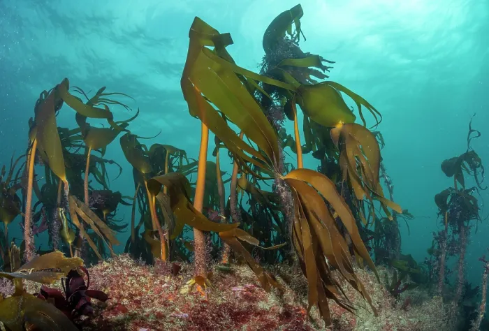Framed Print : Kelp (Laminaria hyperborea) forest, Lizard Peninsula, Cornwall, UK, English Channel