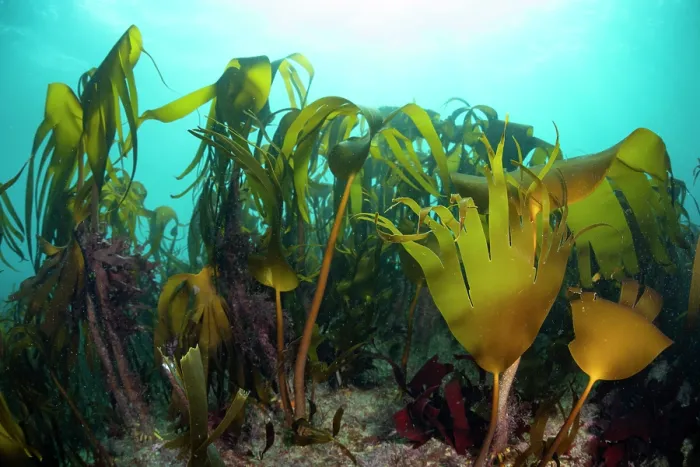 Framed Print : Kelp (Laminaria hyperborea) forest and Golden kelp (Laminaria ochroleuca), Lizard Peninsula, Cornwall, UK, English Channel Framed Print : Kelp (Laminaria hyperborea) forest and Golden kelp (Laminaria ochroleuca), Lizard Peninsula, Cornwall, UK, English Channel