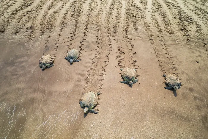 Framed Print : Five Kemp's ridley sea turtle (Lepidochelys kempii) females, making their way across the sand back to the sea after nesting, Rancho Nuevo Beach Reserve, Tamaulipas State, Mexico Framed Print : Five Kemp's ridley sea turtle (Lepidochelys kempii) females, making their way across the sand back to the sea after nesting, Rancho Nuevo Beach Reserve, Tamaulipas State, Mexico