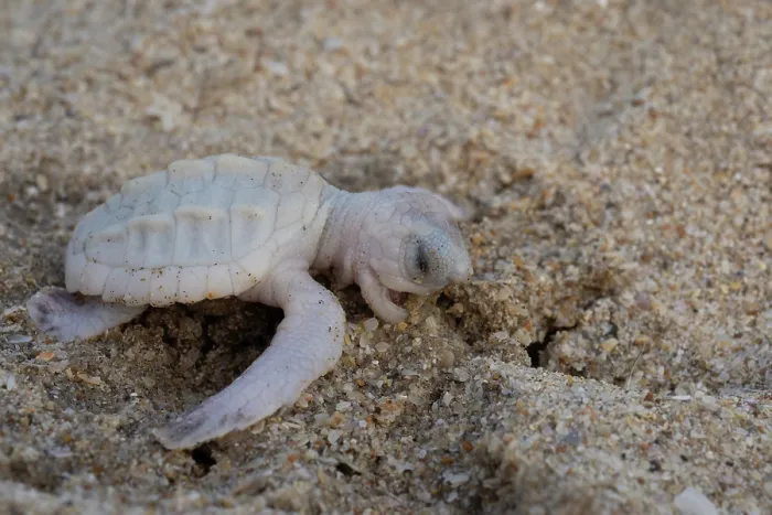 Framed Print : Kemp's ridley turtle (Lepidochelys kempii) albino hatchling, portrait, Rancho Nuevo Sea Turtle Sanctuary, Tamaulipas, Mexico. Critically endangered Framed Print : Kemp's ridley turtle (Lepidochelys kempii) albino hatchling, portrait, Rancho Nuevo Sea Turtle Sanctuary, Tamaulipas, Mexico. Critically endangered