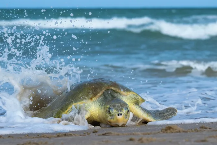 Framed Print : Kemp's ridley turtle (Lepidochelys kempii) female, coming ashore to nest in daylight, Rancho Nuevo Beach, Tamaulipas, Mexico. Critically endangered