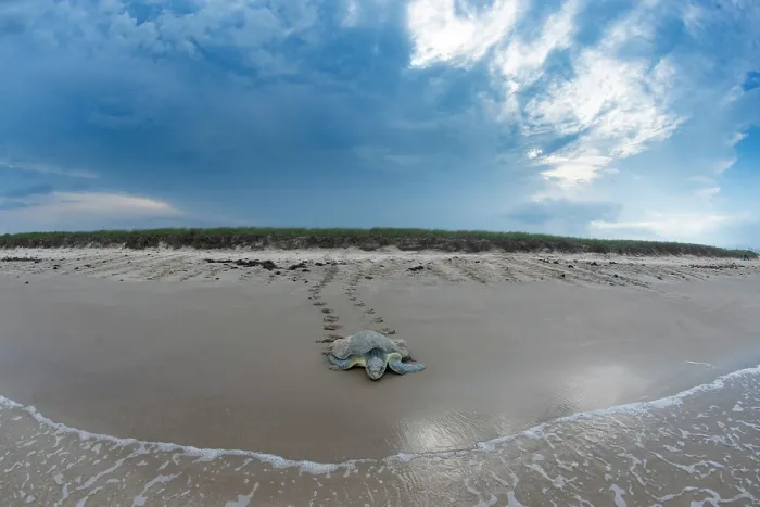 Framed Print : Kemp's ridley turtle (Lepidochelys kempii) female returning to sea after nesting, Rancho Nuevo Sea Turtle Sanctuary, Tamaulipas, Mexico. Critically endangered Framed Print : Kemp's ridley turtle (Lepidochelys kempii) female returning to sea after nesting, Rancho Nuevo Sea Turtle Sanctuary, Tamaulipas, Mexico. Critically endangered