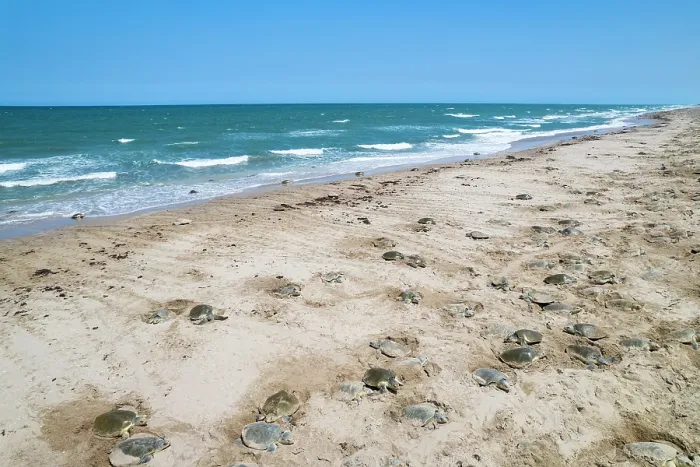 Framed Print : Kemp's ridley turtle (Lepidochelys kempii) females coming ashore in brief daytime arribada, a mass synchronised sea turtle nesting phenomenon, lasting just a few hours