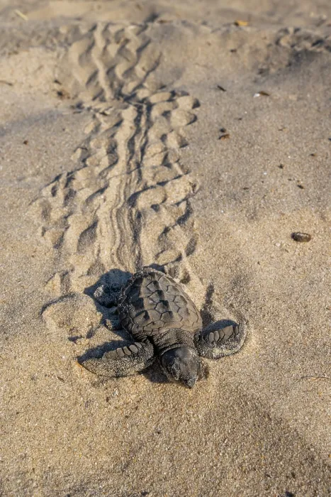 Framed Print : Kemp's ridley turtle (Lepidochelys kempii) hatchling crawling across sand, making its way to the sea, Rancho Nuevo Sea Turtle Sanctuary, Tamaulipas, Mexico. Critically endangered Framed Print : Kemp's ridley turtle (Lepidochelys kempii) hatchling crawling across sand, making its way to the sea, Rancho Nuevo Sea Turtle Sanctuary, Tamaulipas, Mexico. Critically endangered
