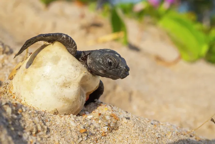 Framed Print : Kemp's ridley turtle (Lepidochelys kempii) hatchling emerging from egg, Rancho Nuevo Sea Turtle Sanctuary, Tamaulipas, Mexico. Critically endangered