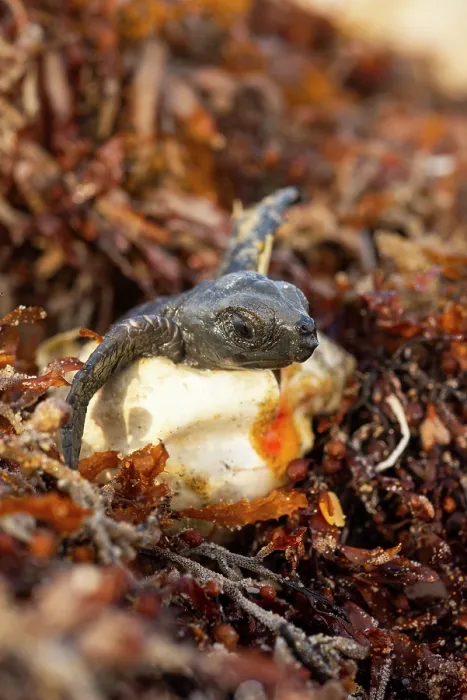 Framed Print : Kemp's ridley turtle (Lepidochelys kempii) hatchling emerging from egg, Rancho Nuevo Sea Turtle Sanctuary, Tamaulipas, Mexico. Critically endangered
