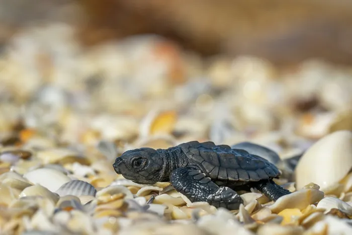 Framed Print : Kemp's ridley turtle (Lepidochelys kempii) hatchling making its way to the sea. Rancho Nuevo Sea Turtle Sanctuary, Tamaulipas, Mexico. Critically endangered Framed Print : Kemp's ridley turtle (Lepidochelys kempii) hatchling making its way to the sea. Rancho Nuevo Sea Turtle Sanctuary, Tamaulipas, Mexico. Critically endangered