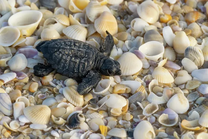Framed Print : Kemp's ridley turtle (Lepidochelys kempii) hatchling making its way to the sea, Rancho Nuevo Sea Turtle Sanctuary, Tamaulipas, Mexico. Critically endangered Framed Print : Kemp's ridley turtle (Lepidochelys kempii) hatchling making its way to the sea, Rancho Nuevo Sea Turtle Sanctuary, Tamaulipas, Mexico. Critically endangered