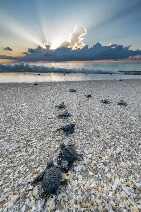 Framed Print : Kemp's ridley turtle (Lepidochelys kempii) hatchlings crawl towards the sea at sunrise. Rancho Nuevo Beach, Tamaulipas, Mexico. Critically endangered Framed Print : Kemp's ridley turtle (Lepidochelys kempii) hatchlings crawl towards the sea at sunrise. Rancho Nuevo Beach, Tamaulipas, Mexico. Critically endangered