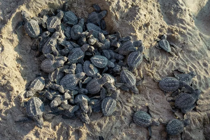 Framed Print : Kemp's ridley turtle (Lepidochelys kempii) hatchlings emerging from nest on beach, Rancho Nuevo Sea Turtle Sanctuary, Tamaulipas, Mexico. Critically endangered
