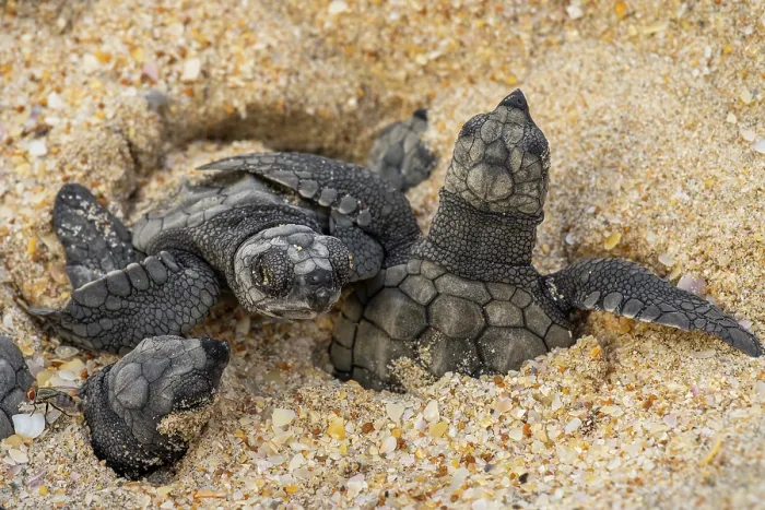 Framed Print : Kemp's ridley turtle (Lepidochelys kempii) hatchlings emerging from nest on beach, Rancho Nuevo Sea Turtle Sanctuary, Tamaulipas, Mexico. Critically endangered Framed Print : Kemp's ridley turtle (Lepidochelys kempii) hatchlings emerging from nest on beach, Rancho Nuevo Sea Turtle Sanctuary, Tamaulipas, Mexico. Critically endangered