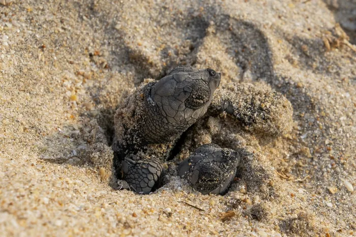 Framed Print : Two Kemp's ridley turtle (Lepidochelys kempii) hatchlings emerging from nest on beach, Rancho Nuevo Sea Turtle Sanctuary, Tamaulipas, Mexico. Critically endangered Framed Print : Two Kemp's ridley turtle (Lepidochelys kempii) hatchlings emerging from nest on beach, Rancho Nuevo Sea Turtle Sanctuary, Tamaulipas, Mexico. Critically endangered
