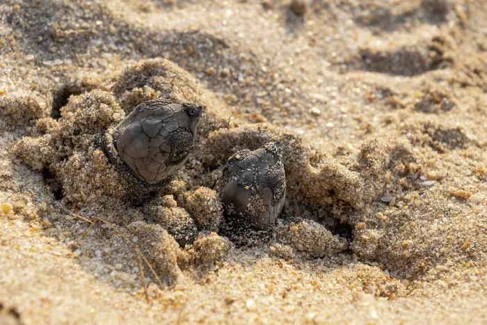 Framed Print : Two Kemp's ridley turtle (Lepidochelys kempii) hatchlings emerging from nest on beach, Rancho Nuevo Sea Turtle Sanctuary, Tamaulipas, Mexico. Critically endangered Framed Print : Two Kemp's ridley turtle (Lepidochelys kempii) hatchlings emerging from nest on beach, Rancho Nuevo Sea Turtle Sanctuary, Tamaulipas, Mexico. Critically endangered