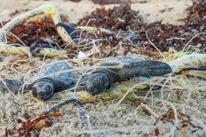 Framed Print : Kemp's ridley turtle (Lepidochelys kempii) hatchlings entangled in discarded fishing net on beach, Rancho Nuevo Sea Turtle Sanctuary, Tamaulipas, Mexico. Critically endangered Framed Print : Kemp's ridley turtle (Lepidochelys kempii) hatchlings entangled in discarded fishing net on beach, Rancho Nuevo Sea Turtle Sanctuary, Tamaulipas, Mexico. Critically endangered