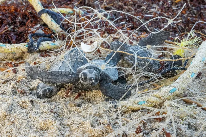 Framed Print : Kemp's ridley turtle (Lepidochelys kempii) hatchlings entangled in discarded fishing net on beach, Rancho Nuevo Sea Turtle Sanctuary, Tamaulipas, Mexico. Critically endangered Framed Print : Kemp's ridley turtle (Lepidochelys kempii) hatchlings entangled in discarded fishing net on beach, Rancho Nuevo Sea Turtle Sanctuary, Tamaulipas, Mexico. Critically endangered