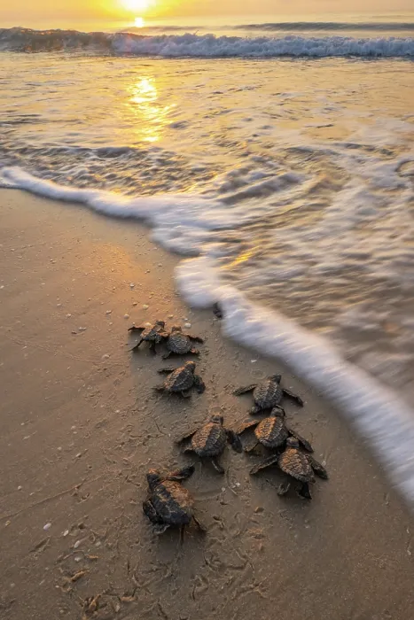 Framed Print : Kemp's ridley turtle (Lepidochelys kempii) hatchlings making their way to the sea, Rancho Nuevo Sea Turtle Sanctuary, Tamaulipas, Mexico. Critically endangered Framed Print : Kemp's ridley turtle (Lepidochelys kempii) hatchlings making their way to the sea, Rancho Nuevo Sea Turtle Sanctuary, Tamaulipas, Mexico. Critically endangered