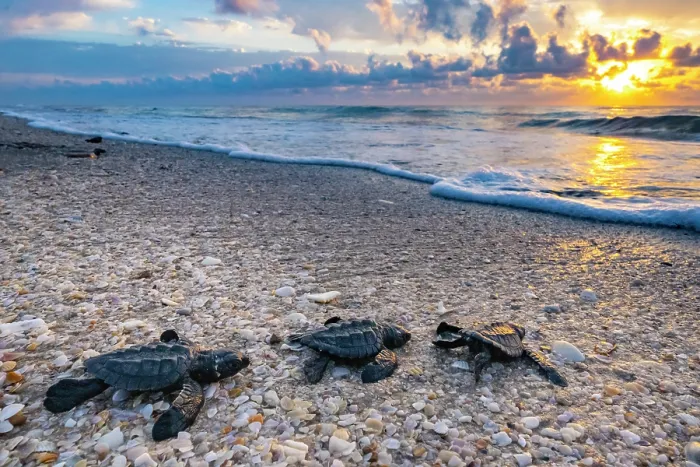 Framed Print : Three Kemp's ridley turtle (Lepidochelys kempii) hatchlings making their way to the sea, Rancho Nuevo Sea Turtle Sanctuary, Tamaulipas, Mexico. Critically endangered Framed Print : Three Kemp's ridley turtle (Lepidochelys kempii) hatchlings making their way to the sea, Rancho Nuevo Sea Turtle Sanctuary, Tamaulipas, Mexico. Critically endangered