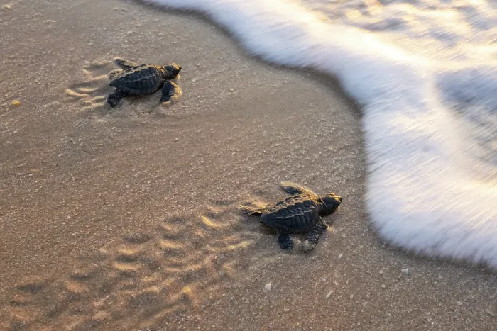 Framed Print : Two Kemp's ridley turtle (Lepidochelys kempii) hatchlings making their way to the sea, Rancho Nuevo Sea Turtle Sanctuary, Tamaulipas, Mexico. Critically endangered