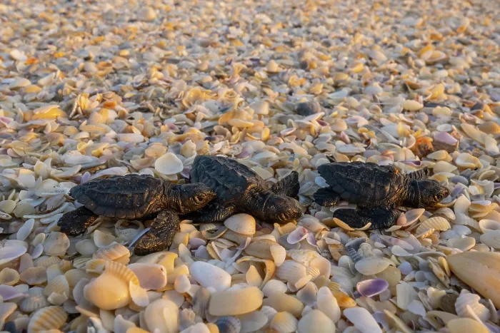 Framed Print : Three Kemp's ridley turtle (Lepidochelys kempii) hatchlings making their way to the sea, Rancho Nuevo Sea Turtle Sanctuary, Tamaulipas, Mexico. Critically endangered Framed Print : Three Kemp's ridley turtle (Lepidochelys kempii) hatchlings making their way to the sea, Rancho Nuevo Sea Turtle Sanctuary, Tamaulipas, Mexico. Critically endangered