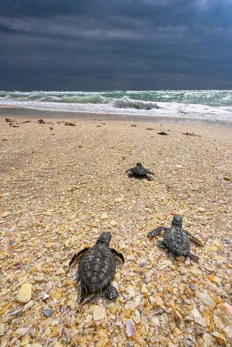 Framed Print : Three Kemp's ridley turtle (Lepidochelys kempii) hatchlings making their way to the sea, Rancho Nuevo Sea Turtle Sanctuary, Tamaulipas, Mexico. Critically endangered Framed Print : Three Kemp's ridley turtle (Lepidochelys kempii) hatchlings making their way to the sea, Rancho Nuevo Sea Turtle Sanctuary, Tamaulipas, Mexico. Critically endangered