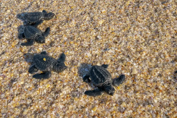 Framed Print : Kemp's ridley turtle (Lepidochelys kempii) hatchlings making their way to the sea, Rancho Nuevo Sea Turtle Sanctuary, Tamaulipas, Mexico. Critically endangered Framed Print : Kemp's ridley turtle (Lepidochelys kempii) hatchlings making their way to the sea, Rancho Nuevo Sea Turtle Sanctuary, Tamaulipas, Mexico. Critically endangered