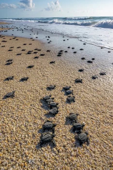 Framed Print : Kemp's ridley turtle (Lepidochelys kempii) hatchlings making their way to the sea, Rancho Nuevo Sea Turtle Sanctuary, Tamaulipas, Mexico. Critically endangered Framed Print : Kemp's ridley turtle (Lepidochelys kempii) hatchlings making their way to the sea, Rancho Nuevo Sea Turtle Sanctuary, Tamaulipas, Mexico. Critically endangered