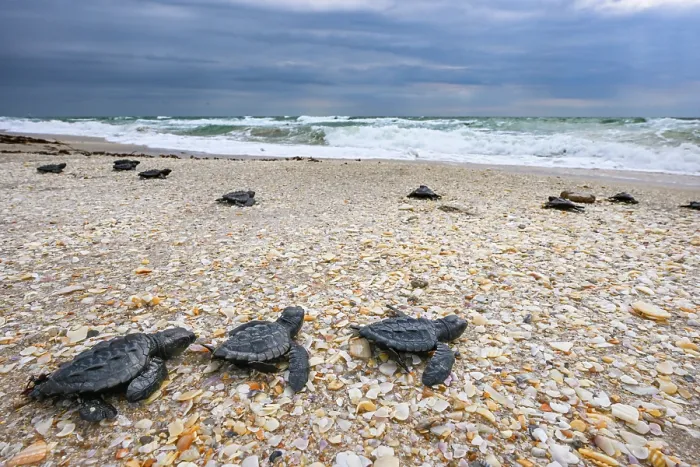 Framed Print : Kemp's ridley turtle (Lepidochelys kempii) hatchlings making their way to the sea, Rancho Nuevo Sea Turtle Sanctuary, Tamaulipas, Mexico. Critically endangered Framed Print : Kemp's ridley turtle (Lepidochelys kempii) hatchlings making their way to the sea, Rancho Nuevo Sea Turtle Sanctuary, Tamaulipas, Mexico. Critically endangered