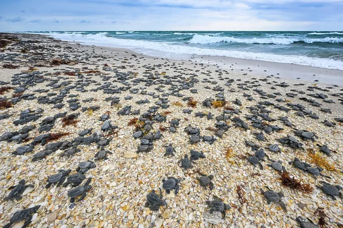 Framed Print : Kemp's ridley turtle (Lepidochelys kempii) hatchlings making their way to the sea, Rancho Nuevo Sea Turtle Sanctuary, Tamaulipas, Mexico. Critically endangered Framed Print : Kemp's ridley turtle (Lepidochelys kempii) hatchlings making their way to the sea, Rancho Nuevo Sea Turtle Sanctuary, Tamaulipas, Mexico. Critically endangered