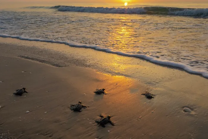 Framed Print : Kemp's ridley turtle (Lepidochelys kempii) hatchlings making their way to the sea, Rancho Nuevo Sea Turtle Sanctuary, Tamaulipas, Mexico. Critically endangered Framed Print : Kemp's ridley turtle (Lepidochelys kempii) hatchlings making their way to the sea, Rancho Nuevo Sea Turtle Sanctuary, Tamaulipas, Mexico. Critically endangered