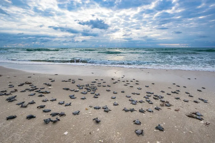 Framed Print : Kemp's ridley turtle (Lepidochelys kempii) hatchlings making their way to the sea, Rancho Nuevo Sea Turtle Sanctuary, Tamaulipas, Mexico. Critically endangered Framed Print : Kemp's ridley turtle (Lepidochelys kempii) hatchlings making their way to the sea, Rancho Nuevo Sea Turtle Sanctuary, Tamaulipas, Mexico. Critically endangered