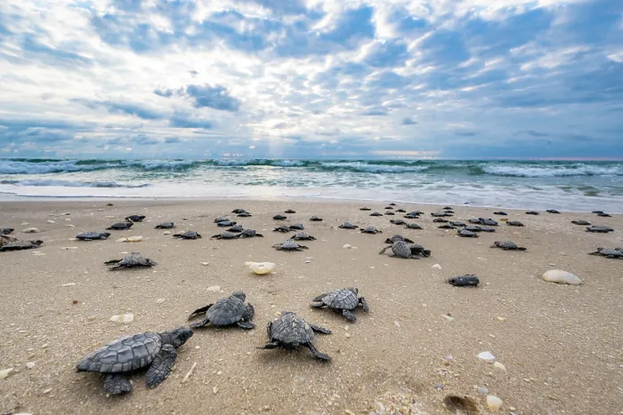 Framed Print : Kemp's ridley turtle (Lepidochelys kempii) hatchlings making their way to the sea, Rancho Nuevo Sea Turtle Sanctuary, Tamaulipas, Mexico. Critically endangered Framed Print : Kemp's ridley turtle (Lepidochelys kempii) hatchlings making their way to the sea, Rancho Nuevo Sea Turtle Sanctuary, Tamaulipas, Mexico. Critically endangered