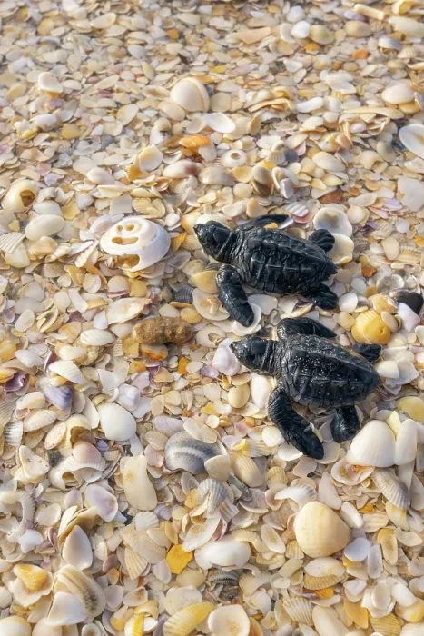 Framed Print : Two Kemp's ridley turtle (Lepidochelys kempii) hatchlings making their way to the sea, Rancho Nuevo Sea Turtle Sanctuary, Tamaulipas, Mexico. Critically endangered Framed Print : Two Kemp's ridley turtle (Lepidochelys kempii) hatchlings making their way to the sea, Rancho Nuevo Sea Turtle Sanctuary, Tamaulipas, Mexico. Critically endangered