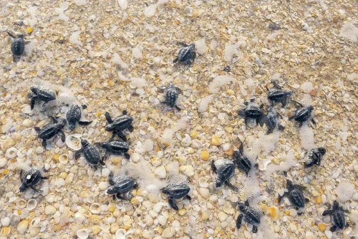 Framed Print : Kemp's ridley turtle (Lepidochelys kempii) hatchlings making their way to the sea, Rancho Nuevo Sea Turtle Sanctuary, Tamaulipas, Mexico. Critically endangered Framed Print : Kemp's ridley turtle (Lepidochelys kempii) hatchlings making their way to the sea, Rancho Nuevo Sea Turtle Sanctuary, Tamaulipas, Mexico. Critically endangered