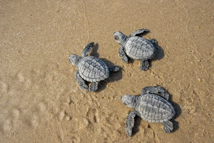 Framed Print : Three Kemp's ridley turtle (Lepidochelys kempii) hatchlings making their way to the sea, Rancho Nuevo Sea Turtle Sanctuary, Tamaulipas, Mexico. Critically endangered