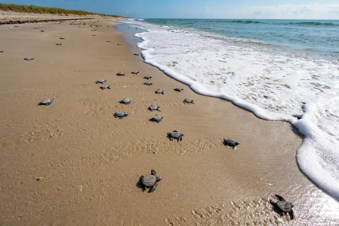 Framed Print : Kemp's ridley turtle (Lepidochelys kempii) hatchlings making their way to the sea, Rancho Nuevo Sea Turtle Sanctuary, Tamaulipas, Mexico. Critically endangered Framed Print : Kemp's ridley turtle (Lepidochelys kempii) hatchlings making their way to the sea, Rancho Nuevo Sea Turtle Sanctuary, Tamaulipas, Mexico. Critically endangered