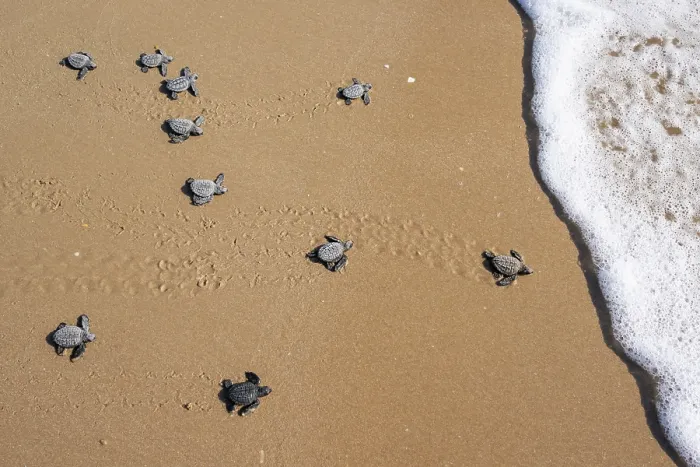 Framed Print : Kemp's ridley turtle (Lepidochelys kempii) hatchlings making their way to the sea, Rancho Nuevo Sea Turtle Sanctuary, Tamaulipas, Mexico. Critically endangered Framed Print : Kemp's ridley turtle (Lepidochelys kempii) hatchlings making their way to the sea, Rancho Nuevo Sea Turtle Sanctuary, Tamaulipas, Mexico. Critically endangered