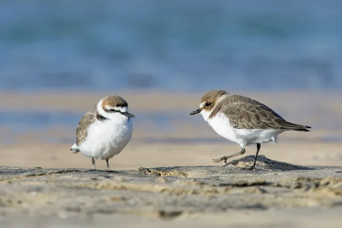 Framed Print : Kentish plovers (Charadrius alexandrinus) pair resting and foraging on the margins of a coastal lagoon, Sotavento, Fuerteventura, Canary Islands. November
